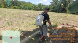 Cek Progres Jagung, Polsek Tanah Putih Tegaskan Komitmen Dukung Ketahanan Pangan