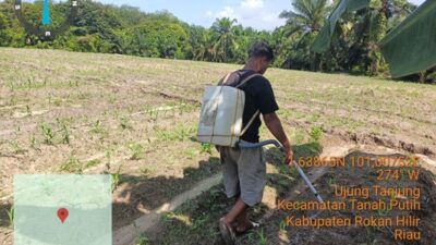 Cek Progres Jagung, Polsek Tanah Putih Tegaskan Komitmen Dukung Ketahanan Pangan